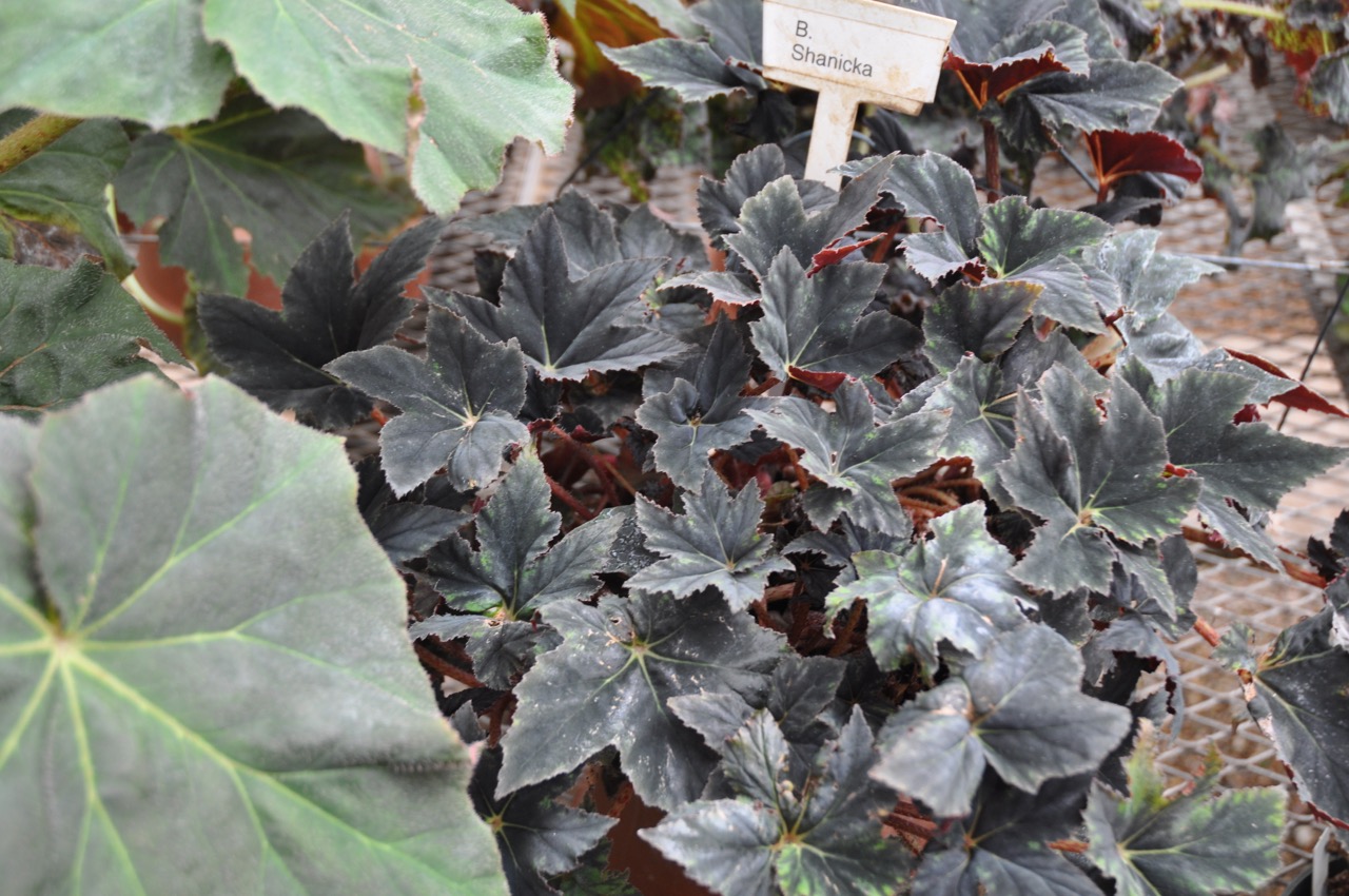 B. ‘Shanicka’